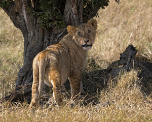 Fototapeta na wymiar Lion enjoying shadow