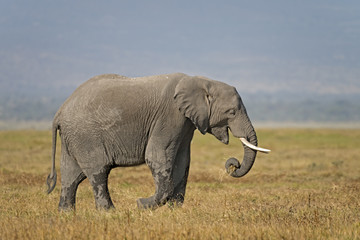 Fototapeta premium African Bush Elephant