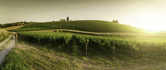 Foto op Canvas Wijngaarden in Toscane © Deyan Georgiev