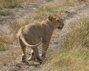 Fototapeta na wymiar juvenile lion
