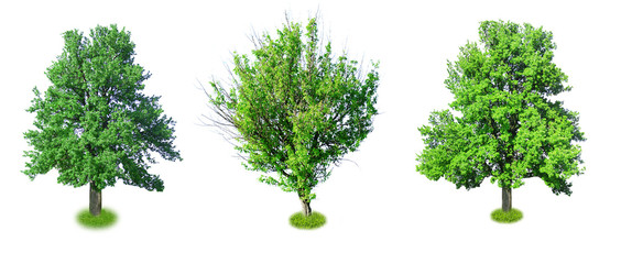 Fototapeta premium Collage of big old trees isolated on white