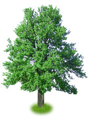 Fototapeta premium Single big tree isolated on white