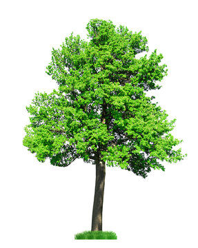 Fototapeta Single big tree isolated on white