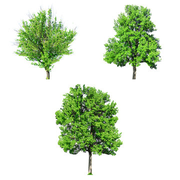 Fototapeta Collage of big old trees isolated on white