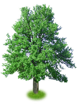 Fototapeta Single big tree isolated on white