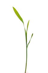Young green corn plant sprout