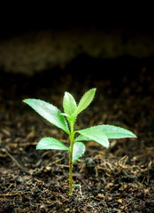 Trees are sprouting