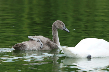 Mute Swan, Cygnus olor