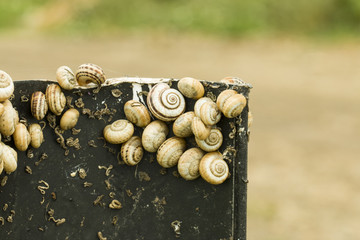 Snails on road sign - Stock Image macro.
