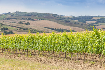 Fototapeta na wymiar Tuscan wineyard