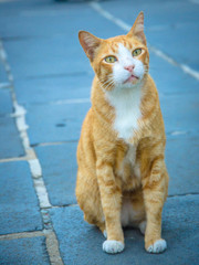 Cat starring at camera