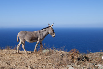 Asinello sul ciglio © Gianfranco Bella
