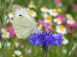Obraz premium close up of white butterfly sitting on cornflower