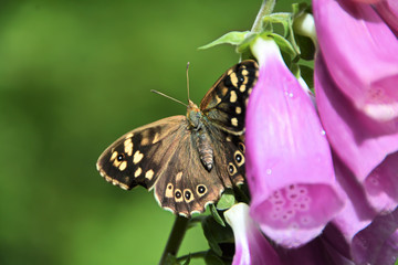 Schmetterling an der Blüte von einem Fingerhut