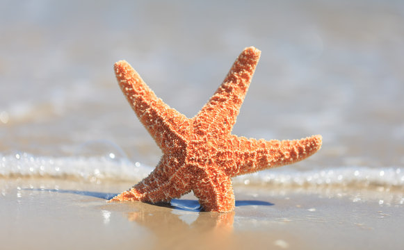Seestern Am Strand