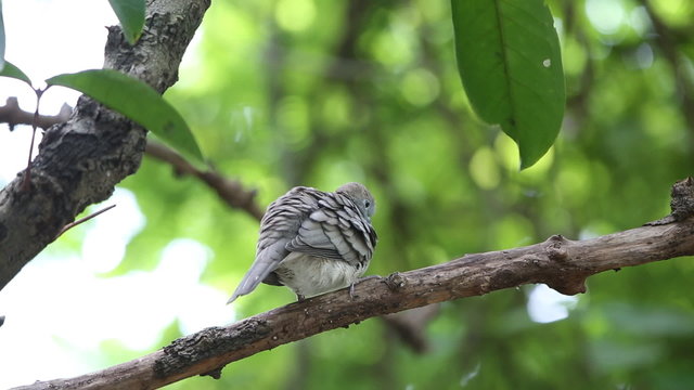 Zebra dove (Geopelia striata) or barred ground dove