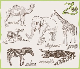 animals from the zoo