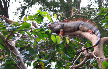 green iguana on a tree branch