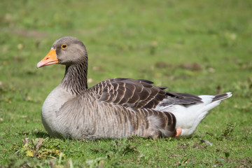 Naklejka na ściany i meble Goose Body Sitting