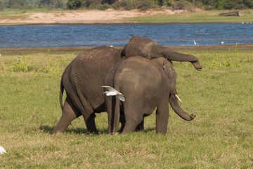 Elefant, Minneriya National Park, Sri Lanka