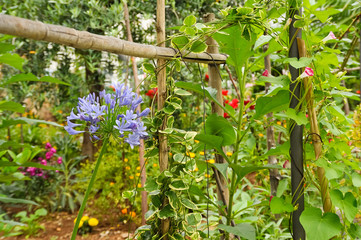 Wilder Garten