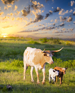 Longhorn Cow and Calves Grazing at Sunrise