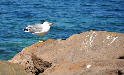 Fototapeta na wymiar Curious Seagull