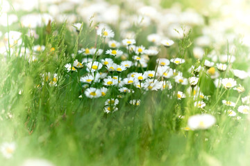 Little daisy in grass