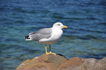 Fototapeta na wymiar Curious Seagull