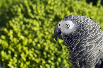 Grey Parrot green background