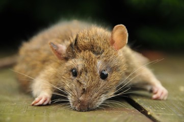 Rat close-up