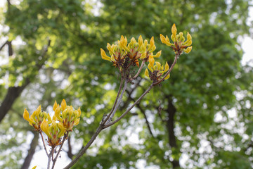 yellow on green