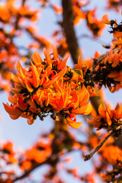 Butea monosperma Flower