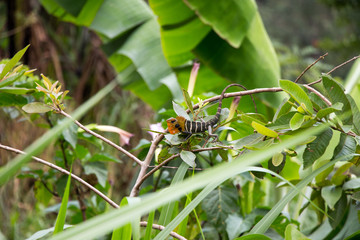 Chamäleon, Ella, Sri Lanka