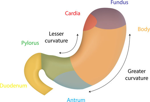 Color Anatomy of the Stomach