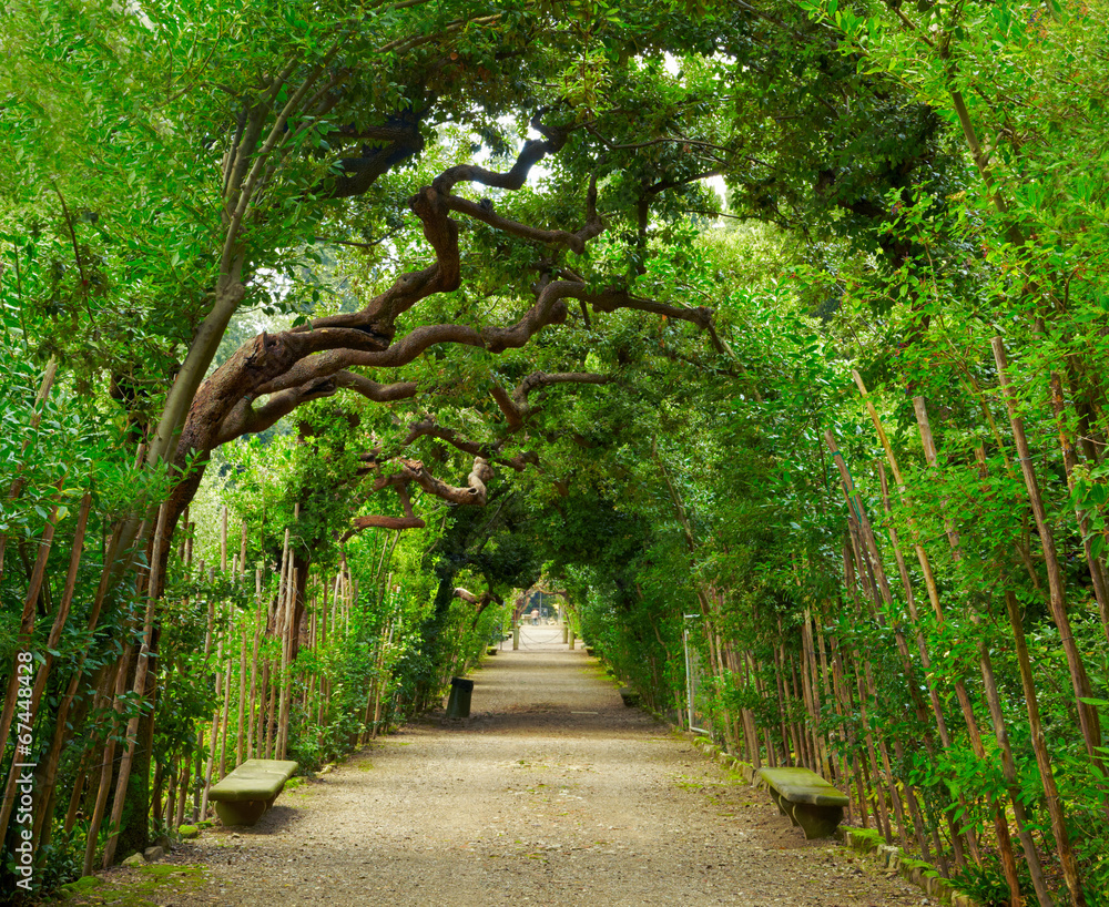 Wall mural boboli gardens. florence italy