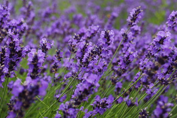 ラベンダー　Lavender