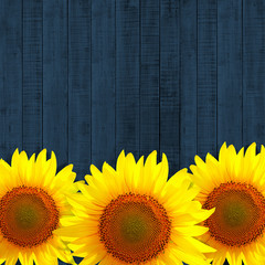 Fototapeta premium sunflower leaning on dark blue wooden background