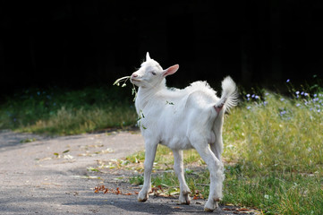 Obraz premium Little goat