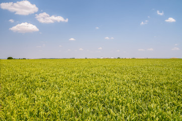 Field of green millet with sky in the background