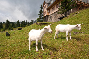 Obraz premium Weiße Ziegen