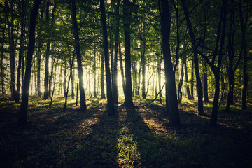 Obraz premium light in the forest