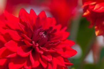 Rote Dahlie, Dahlia, Dahliensorten, Sommerblumen