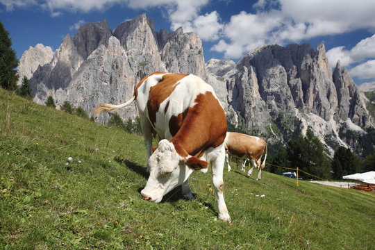 mucca al pascolo valle di fassa dolomiti