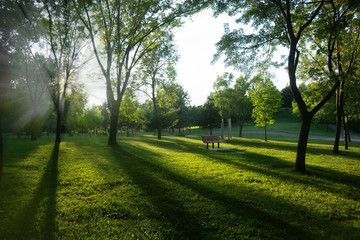 Public park in summer