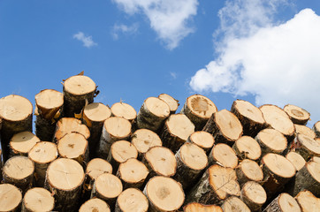 large pile of pine logs on blue sky background