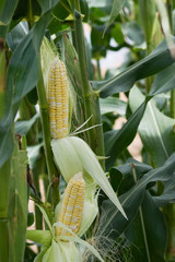 Double ears corn