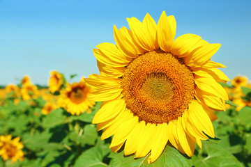 Fototapeta premium Beautiful sunflower in the field close up