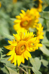 Beautiful sunflowers field