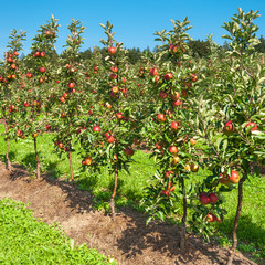 Apfelbäume, Obstplantage, Landwirtschaft, Sommer